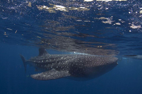 Cebu: Oslob Whale Shark Swimming Experience Whale Shark Swimming with Kawasan Canyoneering