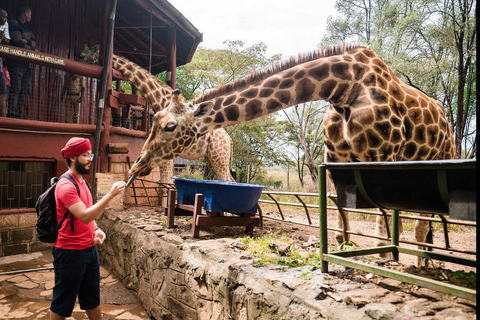 Excursão David Sheldrick Wildlife Trust e Giraffe Center