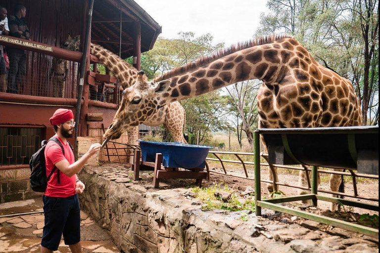 Excursão David Sheldrick Wildlife Trust e Giraffe Center