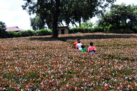 Nairobi: Purple Tea Farm Tour & Tasting Daytrip