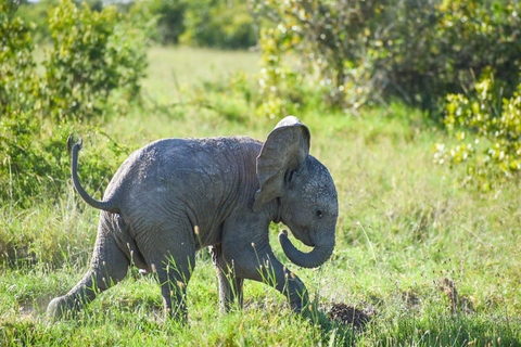 Safari con pernottamento a Ol Pejeta Conservancy