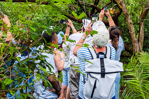 Zanzibar: Jozani Park Tour With Red Colobus Monkeys Stone Town Pickup + Entry Fees