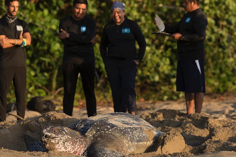 Giant Sea Turtle Conservation Tour in Bocas del Toro