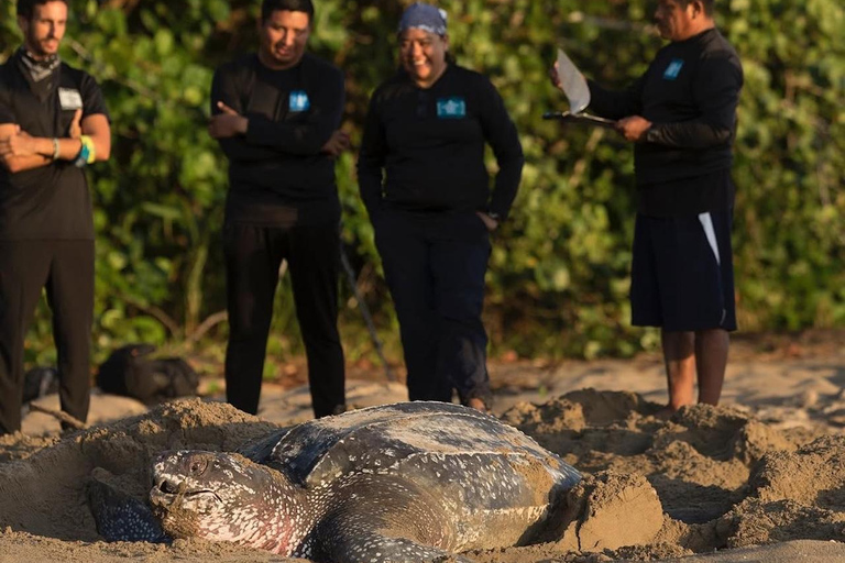 Giant Sea Turtle Conservation Tour in Bocas del Toro