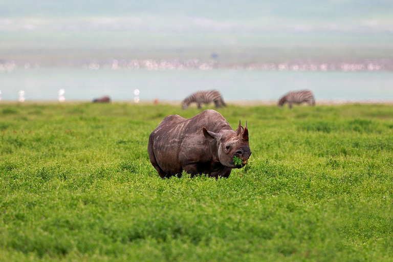 Lake Manyara NP e Cratera de Ngorongoro: Safári de 2 dias