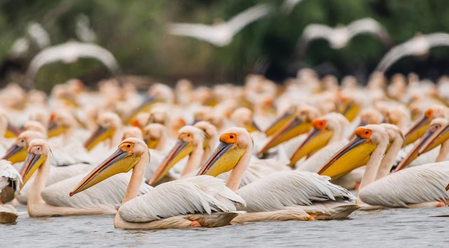 5 days Danube Delta Bird Watching Photo Tour