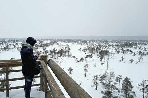 Ķemeri Great Bog With Optional Sunrise & Jūrmala Visit Ķemeri Bog Shared Small Group Tour