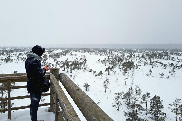Ķemeri Great Bog With Optional Sunrise & Jūrmala Visit Ķemeri Bog Shared Small Group Tour
