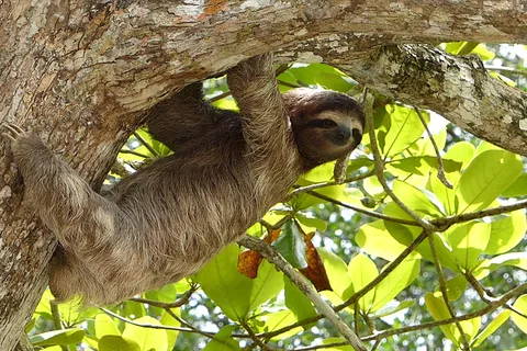 Sloth expedition and Coffee and Chocolate Tour