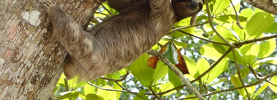 Expédition de paresseux et visite du café et du chocolat