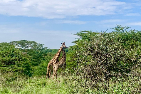 Nairobi nationalpark halvdagstur med guide