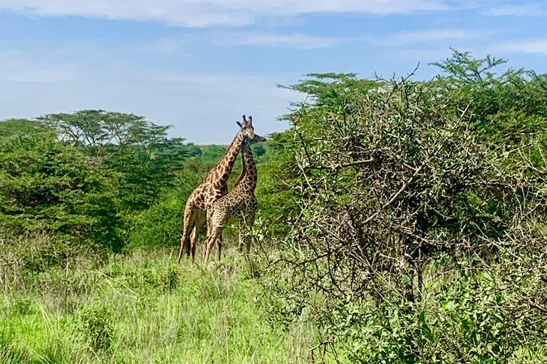 Nairobi nationalpark halvdagstur med guide