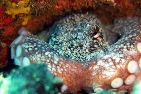 Snorkelling experience in south of Gran Canaria