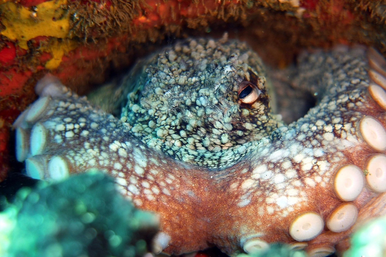 Snorkelling experience in south of Gran Canaria