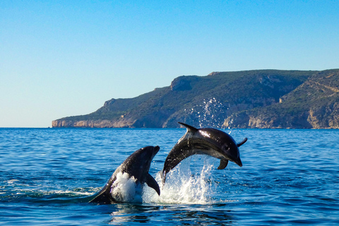 Dolphin Watching in Arrábida Natural Park