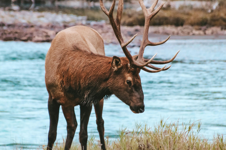 Banff: 3-Hour Evening Wildlife Viewing & Sunset Experience