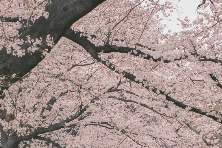 Kyoto Spring Cherry Blossom Day Tour Boat experience option