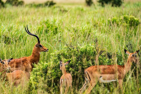 From Zanzibar: Mikumi Safari Day Trip with Flights and Lunch Mikumi Shared Safari without hotel transfer