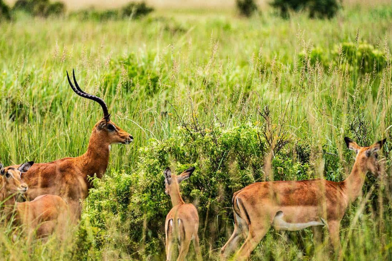 From Zanzibar: Mikumi Safari Day Trip with Flights and Lunch Mikumi Shared Safari without hotel transfer