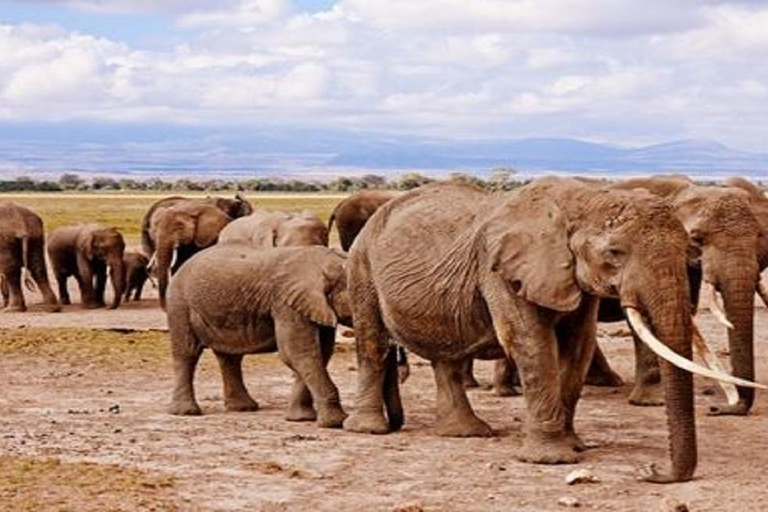 Beste 3 Dagen: Safari Tarangire Ngorongoro en Lake Manyara