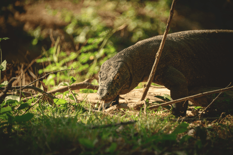 Eiland Komodo: 3-daagse privétour met boot & hotelAvontuur zonder vluchten