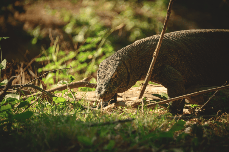 Komodo Island: Private 3-Day Tour with Boat and Hotel Stay