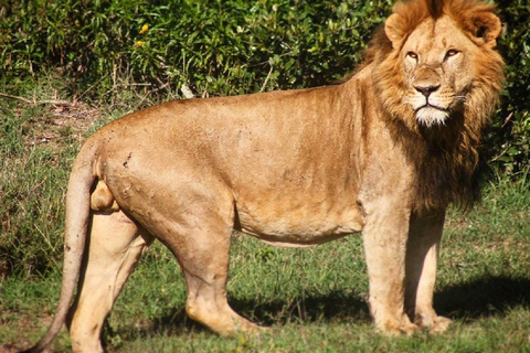 Nairobi: Ol Pejeta Conservancy Day Trip with Game Drive