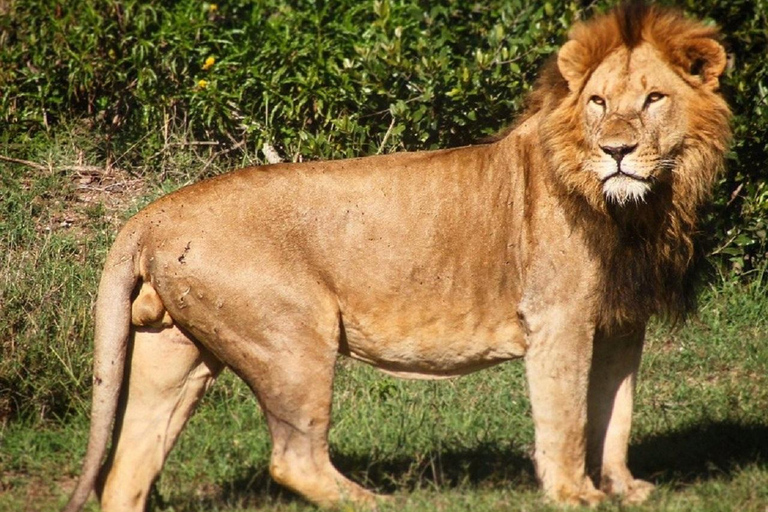 Nairobi: Ol Pejeta Conservancy Day Trip with Game Drive