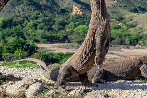 Excursion d'une journée à Komodo en bateau rapide