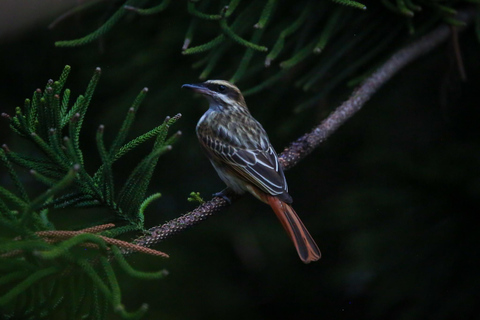 Birding Medellin z ekspertem obserwującym ptaki (prywatnie)