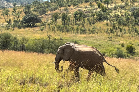 Johannesburg: 3 Hour Pilanesberg National Park Game Drive