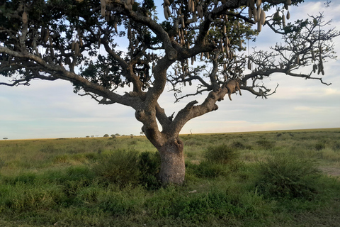 Safari de 3 días por el Serengueti y Ngorongoro desde Nairobi