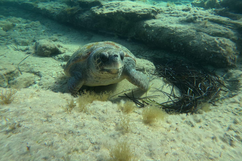 Paphos: snorkeltour met gids naar zeeschildpaddenPaphos: snorkelen met zeeschildpadden met gids