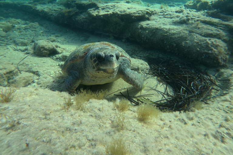 Paphos: snorkeltour met gids naar zeeschildpaddenPaphos: snorkelen met zeeschildpadden met gids
