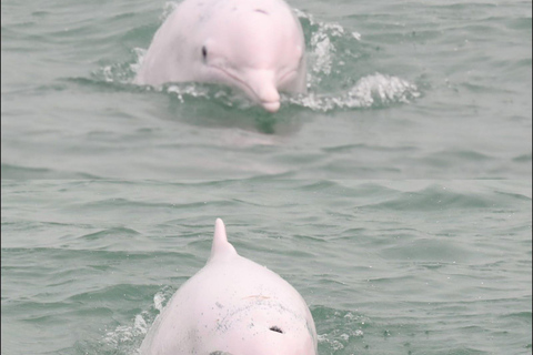 Lantau Island: Pink Dolphin Watching from Hong Kong
