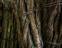 Iquitos, trattamento di guarigione con Ayahuasca | 1 cerimonia - Hizvo