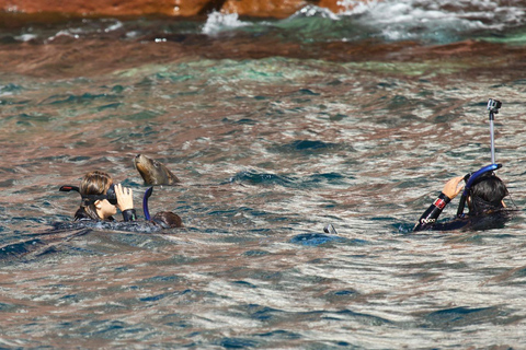 La Paz: Sea Lions & Mega-Paddleboard Tour in Espiritu Santo