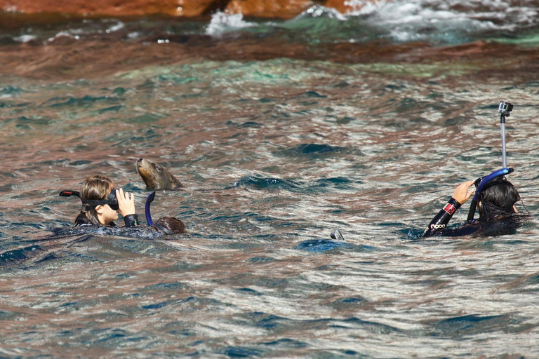 La Paz: Sea Lions & Mega-Paddleboard Tour in Espiritu Santo