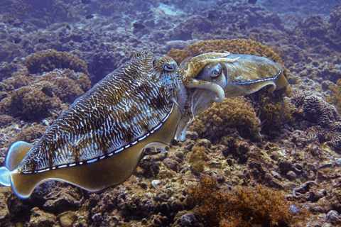 Oman: Discover Scuba Diving Experience