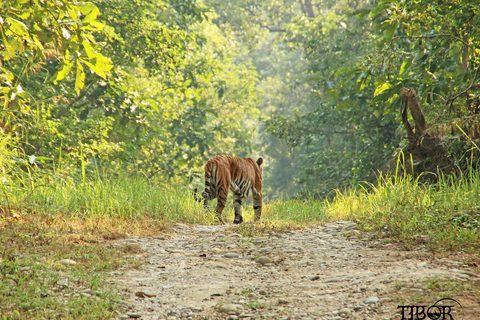 Chitwan Jungle Safari 2 Nuits 3 Jours