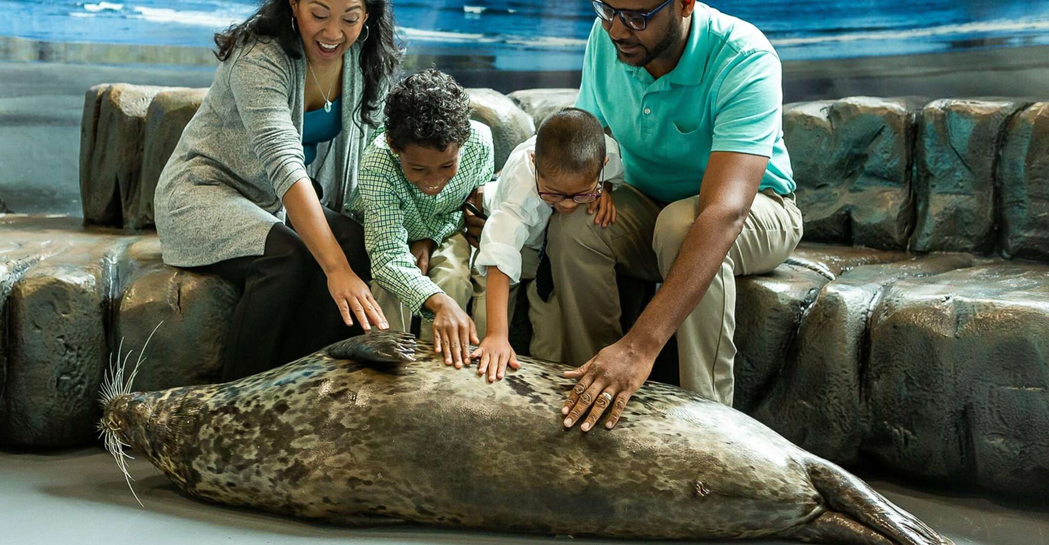 Georgia Aquarium, Haven Seal Animal Encounter - Hizvo