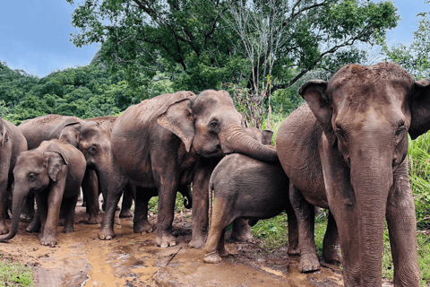 From Near Sigiriya: Minneriya National Park Safari Tour Half Day Safari Tour