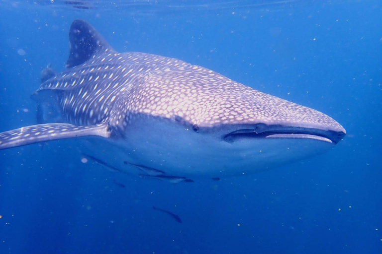 Voyage de plongée sous-marine dans les îles DimaniyatPlongée sous-marine dans les îles Dimaniyat