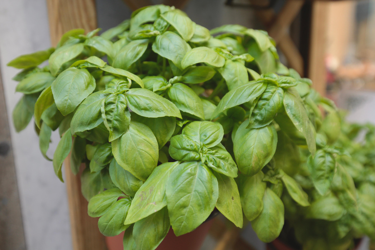 Guided Food Tour with Wine Tastings in Genoa Italiano