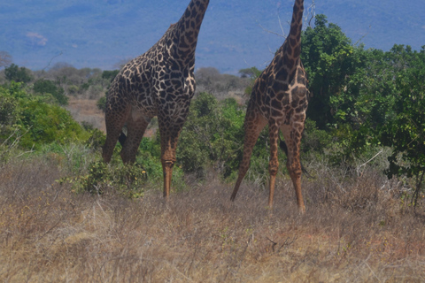 Vanuit Mombasa/Diani: 2-daagse safari door het Tsavo East National Park