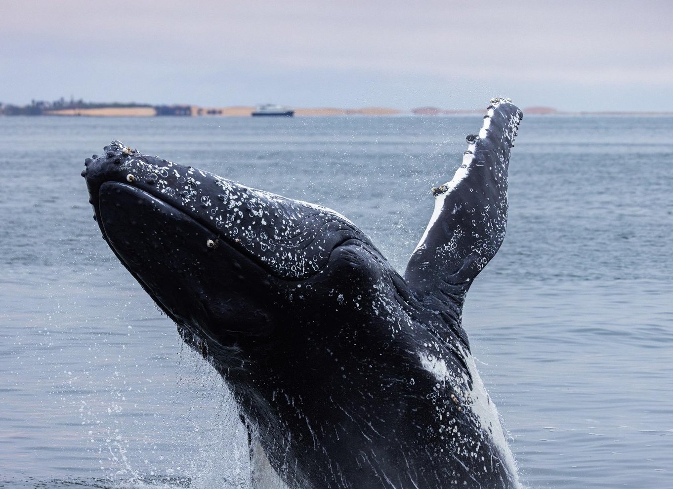 Walvis Bay: Marine Big 5 luksus katamaran tur