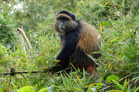 2 Day Golden Monkey Trekking and Dian Fossey Tomb Visit