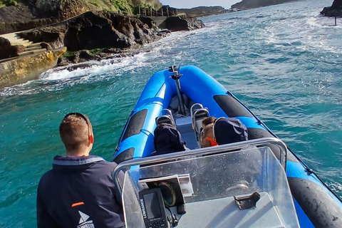 Vila Franca do Campo: Bird Watching & Snorkeling Vila Franca do Campo: Marine Birdwatching & Snorkeling