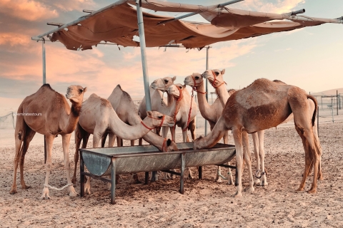 Safari por el desierto con cena con barbacoa, danza del vientre y danza Tannura