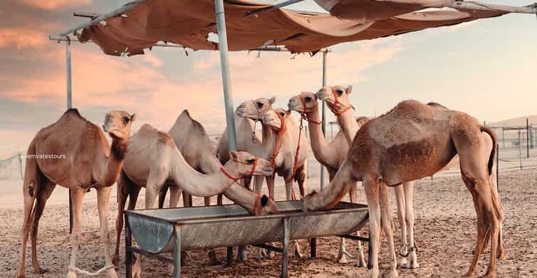 Abu Dhabi: Desert Safari with BBQ, Belly & Tannura Dance photo 6